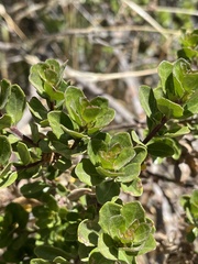 Baccharis magellanica