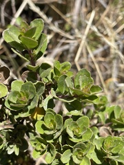 Baccharis magellanica