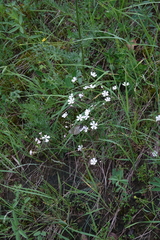 Silene linnaeana