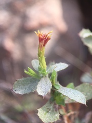 Hazardia squarrosa