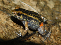 Lithodytes lineatus