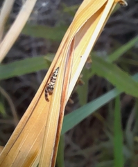 Dendryphantes