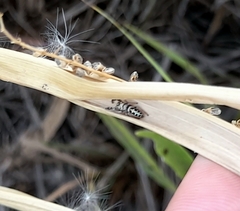Dendryphantes