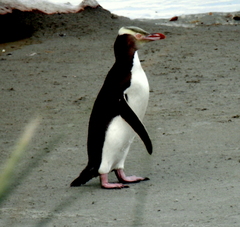 Megadyptes antipodes