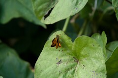 Choranthus vitellius