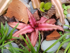 Cryptanthus bivittatus