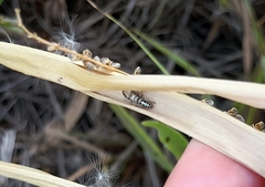 Dendryphantes