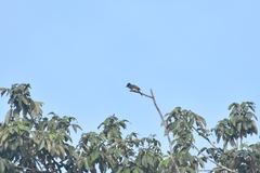 Myiarchus yucatanensis