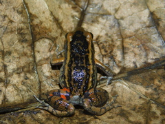 Lithodytes lineatus