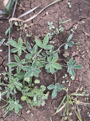 Lupinus texensis