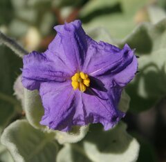 Solanum ashbyae