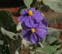 Solanum ashbyae