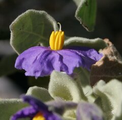 Solanum ashbyae