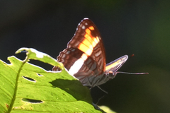 Adelpha cocala