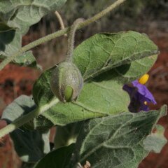 Solanum ashbyae