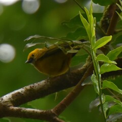 Tangara icterocephala