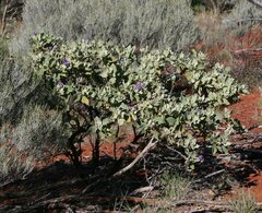 Solanum ashbyae