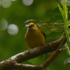 Tangara icterocephala