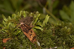 Grammitis stenophylla