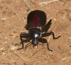 Eleodes acuta