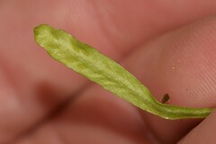 Grammitis stenophylla