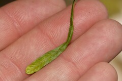 Grammitis stenophylla