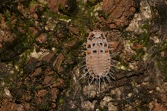 Monophlebidae