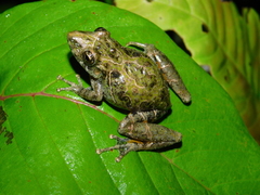 Scinax kennedyi