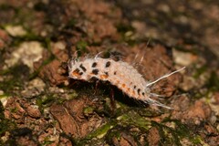Monophlebidae