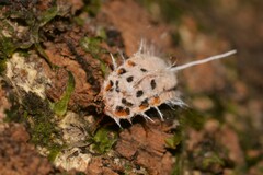 Monophlebidae
