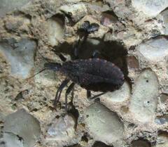 Triatoma