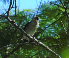 Pachyramphus validus