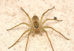 Dolomedes facetus