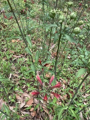 Alstroemeria psittacina