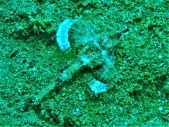 Eurypegasus draconis