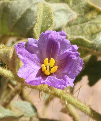 Solanum horridum
