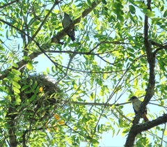 Pachyramphus validus