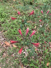 Alstroemeria psittacina