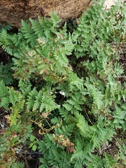 Myriopteris wrightii