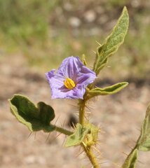 Solanum horridum