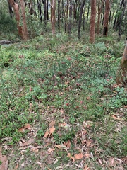 Alstroemeria psittacina