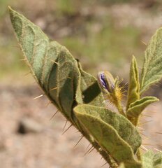 Solanum horridum