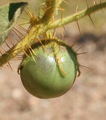 Solanum horridum