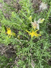 Ericameria ericoides