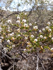 Larrea divaricata