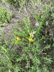 Ericameria ericoides