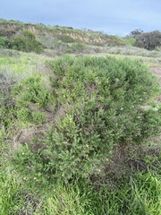 Ericameria ericoides