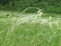 Stipa pennata
