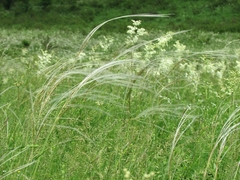 Stipa pennata