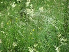 Stipa pennata